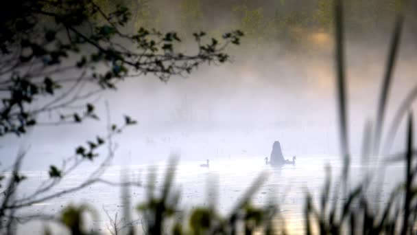 Paisaje Vista Del Lago Con Los Cisnes Con Las Nieblas — Vídeo de stock