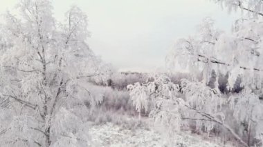 İskandinav kışında karlı bir ormanın insansız hava aracı görüntüsü. Karla kaplı ağaçlar. Bulutlu gökyüzü. Müthiş bir İskandinav doğası. Kamera yavaşça geriye ve yana hareket ediyor. Jeoloji görüntüsü.
