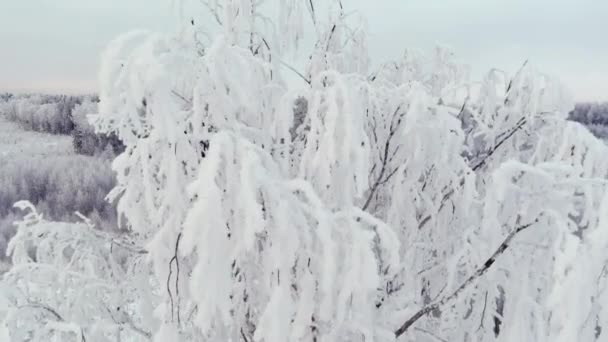 Closeup Drone Άποψη Ενός Χιονισμένου Δέντρου Κατά Διάρκεια Ενός Κρύου — Αρχείο Βίντεο