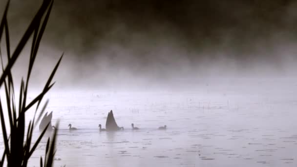 湖の水の上のスワンのグループは 夏の間ずっと霧を持っています スワングルス サンライズ時間 — ストック動画