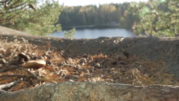 Doğa Koruma Alanındaki Granit Platodaki Çamların Arkasında Bataklık Gölü Manzarası — Stok video