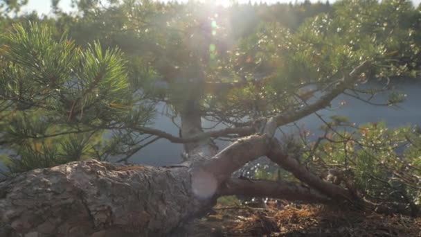 보호구역에 소나무의 모습을 뒷면에 호수의 전망과 — 비디오