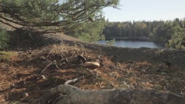 Ormandaki doğa koruma alanındaki bataklık göl bölgesindeki küçük çam ağacı. Kamera yavaşça geriye hareket ediyor.