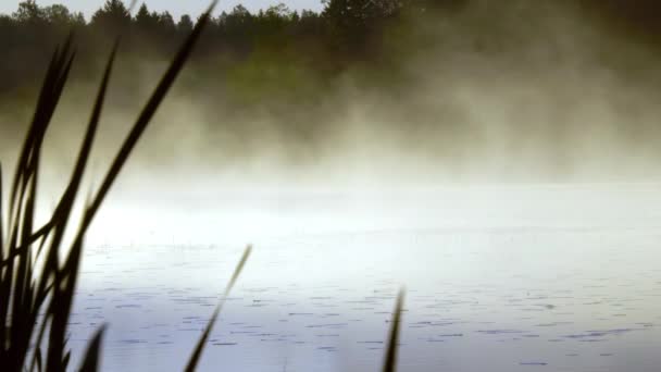 Tåge Kommer Søen Sommeren Finland Med Græs Blomster Ved Siden – Stock-video
