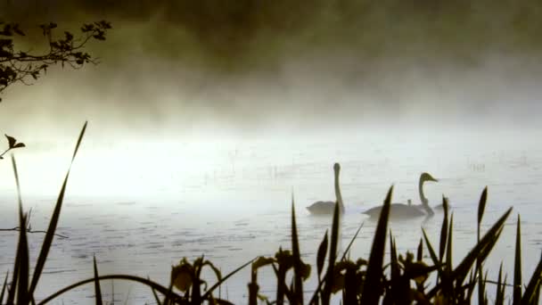 芬兰湖上的天鹅夏天带着白雾 旁边长着花和草 — 图库视频影像