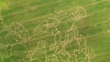 Pajus.Estonya-3 Ağustos 2019: Estonya 'daki bir tarlada mısır labirentinin insansız hava aracı çekimi. Agrotourizm. Yengeç çiziyorum. Yeşil alanlar. Güneşli bir gün. Jeoloji fotoğrafı. Kamera yavaşça yukarı doğru hareket ediyor.