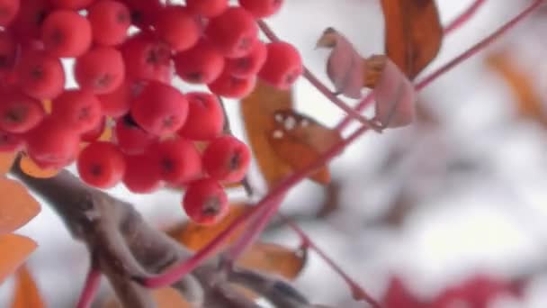 Крупный План Рябины Движущейся Ветру Бурная Осенняя Погода Красные Ягоды — стоковое видео