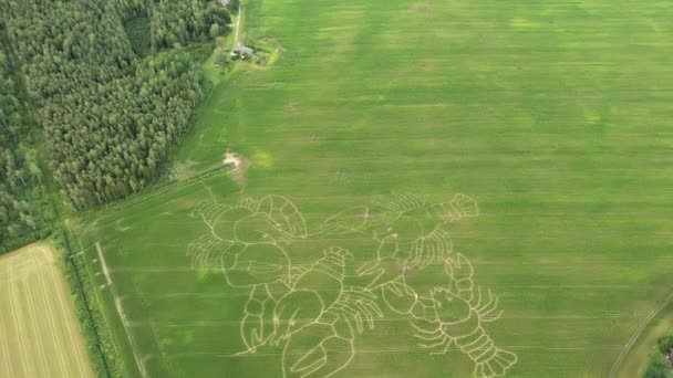 Pajusi Estland August 2019 Drohnenschuss Eines Labyrinths Auf Einem Feld — Stockvideo