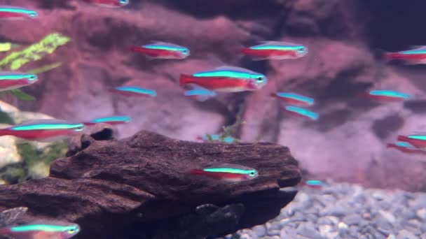 수족관 물고기의 진정해요 애완동물 반대로 빨간색과 파란색 물고기 나무와 식물의 — 비디오