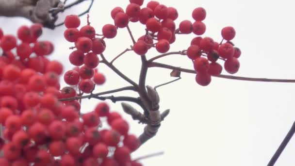 Een Close Upfoto Van Een Stel Zwanenbessen Rode Kleur Herfst — Stockvideo
