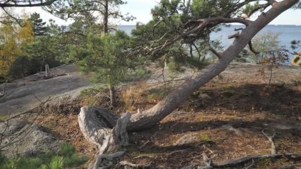 Fallen Birch Tree Forest Roots Crawling Ground View Sea — Αρχείο Βίντεο