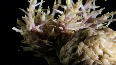 Çürüyen lahanalı eski bir patatesin yakın çekimi. Siyah arka plan. Organik yiyecekler. Tarım konsepti. Sağlıklı sebzeler.