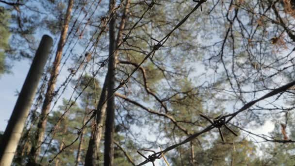 Drzewa Lesie Drutami Kolczastymi Strzeżonej Ziemi Obszarze Wojskowym Kamera Porusza — Wideo stockowe