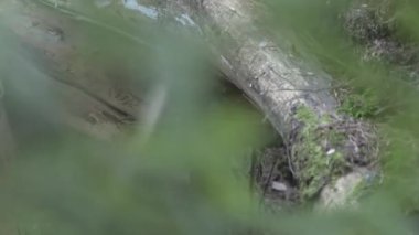 Finlandiya 'daki ormandaki yeşil bitkiler ağaçların büyük köklerine daha yakından bakıyor.