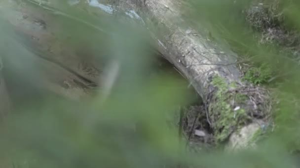 Zelené Rostliny Lese Finsku Bližším Pohledem Velké Kořeny Stromů — Stock video