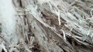 Finlandiya 'da çürümüş ve ormanın derinliklerinde bulunan ağaçların kırık köklerine yakından bakın.