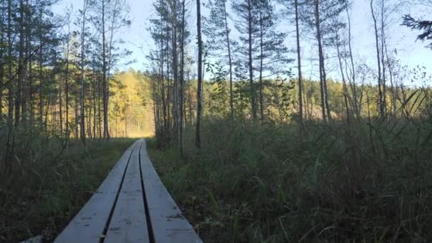 Ormanın Islak Bölgesindeki Tahta Tahtalar Bataklık Manzaralı Doğal Rezerv Alanından — Stok video