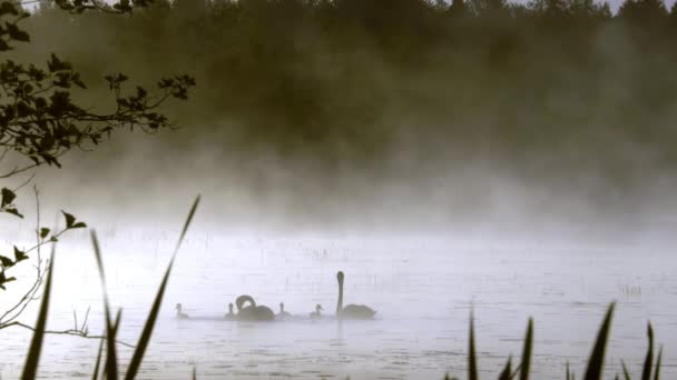 湖の水の上のスワンは たくさんの霧と側面の草で近づいています サンライズ時間 — ストック動画