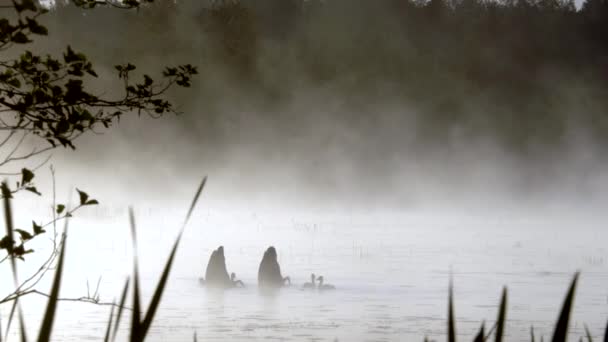 Una Familia Cisnes Agua Del Lago Finlandia Con Las Nieblas — Vídeos de Stock