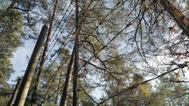 芬兰保卫土地上的铁丝网来自森林中的军事区域 — 图库视频影像
