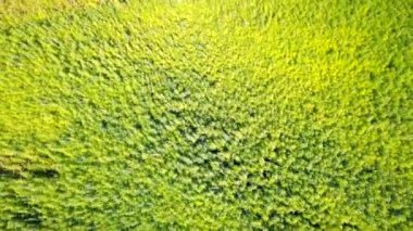 Rüzgarda sallanan bir meyve bahçesi. Direk yukarıdan çekilmiş. Kamera sola dönüyor. Hava görüntüsü.