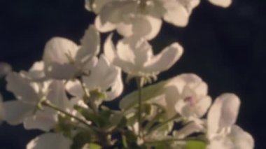 Güneşli bir günde elma ağaçlarının çiçek açtığı seçici bir odak noktası. Güneşli bir günde bahar doğası. Jeoloji fotoğrafı. Arka plan bulanık. Odaklanmamış.