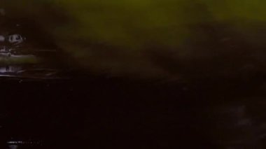 Oto yıkama için makinedeki büyük sarı fırçaya yakından bakmak. Basınçlı yıkama. Ön cama sıçramış. Dikey Biçim Videosu 