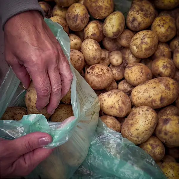 Bir insan kalabalık bir markette içi patates dolu yeşil bir torbadan taze patates topluyor. Patateslerin dokulu yüzeyi tazeliklerini ve doğal görünüşlerini sergiliyor..