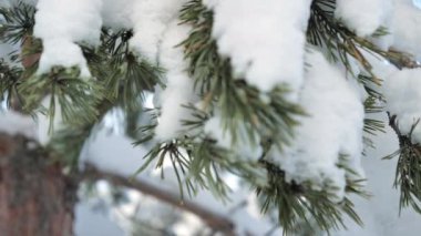 Güzel İskandinav doğasını gösteren karlı bir çam ağacının yakın çekimi. Seçici odaklanma. Jeoloji kamerası yavaşça sağa hareket ediyor..