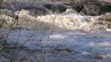 Arka planda bir nehir olan söğüt bitkisinin yakın çekimi. Güzel bahar doğası. Jeoloji kamerası hafifçe yukarı doğru eğimli. Seçici odaklanma. Bulanık arkaplan.
