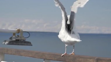 Beyaz kuş geminin korkuluklarında kanat çırpıyor. Deniz, bulutlar, arka planda gökyüzü.