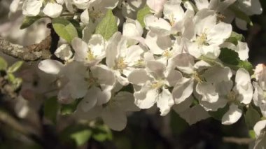 Güneşli bir günde baharın güzel doğasını gösteren elma ağacı çiçeklerinin yakın çekimi. Jeoloji kamerası yavaşça yukarı doğru eğimli..
