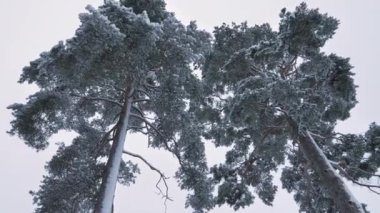 Kışın, karla kaplı ağaçların rüzgardan dolayı yavaşça hareket ettiğini gösteren muhteşem çam ağaçları. Jeoloji, kamera sağa dönerken yukarı dönük çekimler yapıyor..