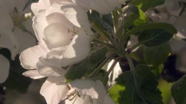 Güneşli bir günde baharın güzel doğasını gösteren muhteşem elma ağacı çiçeklerinin yakın plan çekimi. Jeoloji kamerası yavaşça yukarı doğru eğimli..