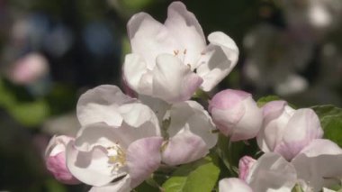 Güneşli bir günde güzel elma ağaçlarının çiçek açtığı yakın çekim. İlkbahar doğası inanılmazdır. Jeoloji fotoğrafı. Seçici odaklanma. Bulanık arkaplan.