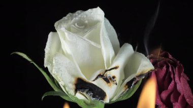 Karanlık odanın içindeki gülün yanan beyaz taçyapraklarına yakından bak..
