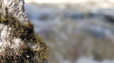 Yosunlu bir kayanın ve hızlı bir nehrin yakın çekimi. Jeoloji kamerasıyla yavaşça yana hareket ediyor. Seçici odak.