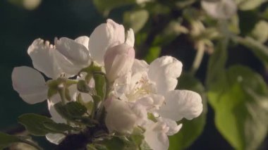 Güneşli bir günde beyaz elma ağacının çiçek açtığı yakın plan çekimleri, ilkbahar doğasını ve renklerini gösteriyor. Jeoloji fotoğrafı. Arka plan bulanık. Seçici odak.