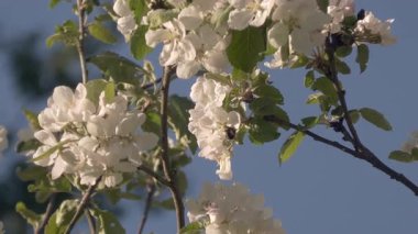 Güneşli bir günde çiçek açan elma ağacındaki bir arıyı yakından çekerek baharın güzel doğasını gösteriyor. Arka planda mavi gökyüzü. Jeoloji fotoğrafı. Seçici odaklanma. Bulanık arkaplan.