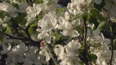 Elma ağacı çiçeklerinin yakın plan çekimi güneşli bir günde baharın güzel doğasını gösteriyor. Jeoloji kamerası hafifçe yukarı doğru eğimli. Seçici odaklanma. Bulanık arkaplan.