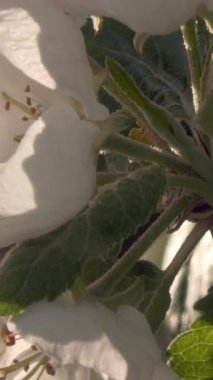 Güneşli bir günde baharın güzel doğasını gösteren muhteşem elma ağacı çiçeklerinin yakın plan çekimi. Kamera yavaşça yukarı doğru eğiliyor. Dikey video