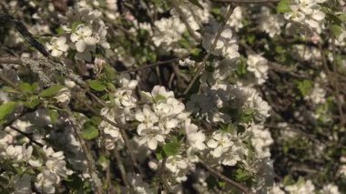 Baharda güneşli bir günde, elma ağaçlarının çiçek açtığını gösteren muhteşem bir fotoğraf. Güzel doğa. Kamerayla çekilen yer çekimi..