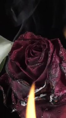 Romantik bir kavram. Siyah odada alevlerle yanan üç gül sapı. Dikey çekim.