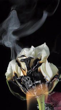 Duman, karanlık odanın içindeki beyaz gülün yaprağından geliyor. dikey biçim videosu.