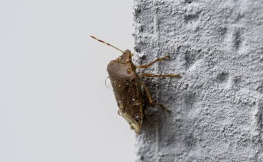 Sırtında su damlaları olan kahverengi bir böcek Halyomorfa halesinin yakın çekimi. Beyaz duvara tırmanıyor..