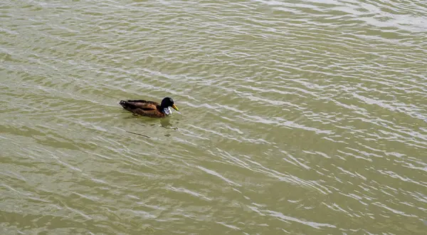 A brown duck swims in muddy water.