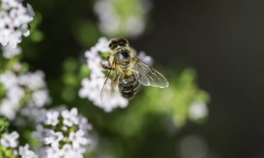 Thymus bitkisinin küçük beyaz çiçekleri üzerinde yeşil bulanık bir arka planı olan bir arının ayrıntıları.