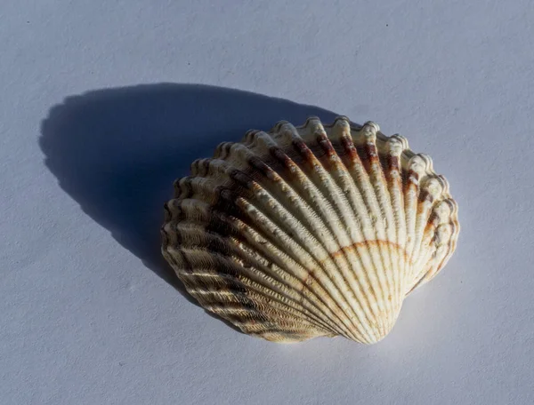 Detail of sea shell Rough cockle (Acanthocardia tuberculata).