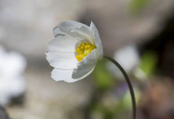 White flower of Anemone plant with blurred background