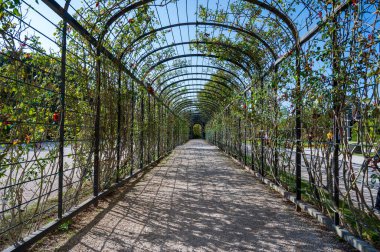 Güllü Pergola tüneli. Güneşli bir gün.